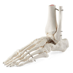 pied squelette